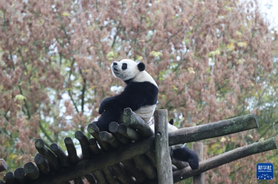 ベルギー?ブリュージュレットにあるペリダイザ動物公園で撮影されたジャイアントパンダの「寶妹」（寫真上、11月10日撮影?趙丁喆）