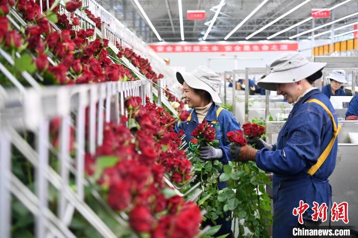 甘粛省臨夏回族自治州臨夏市にある百益億農業國際鮮花港で、収穫したばかりのバラを選別する作業員（11月20日撮影?九美旦増）。