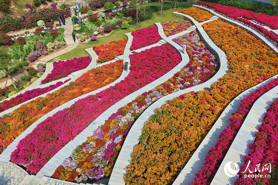 廈門市園林植物園で、満開を迎えた國家ブーゲンビリア?ジーンバンクのブーゲンビリア（撮影?陳博）。