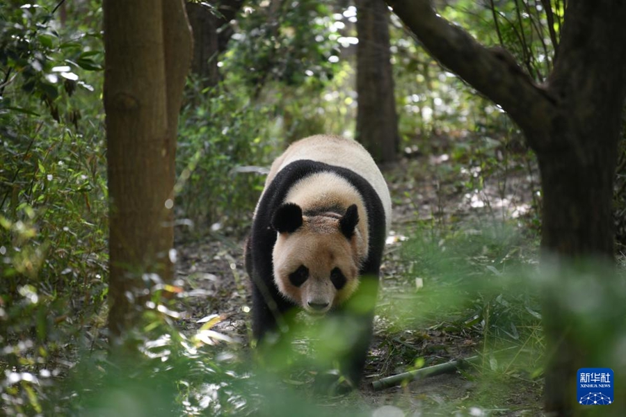 成都ジャイアントパンダ繁殖研究基地の屋外で遊ぶオスのジャイアントパンダ「圓夢（ユエンモン）」。「圓夢」は2017年8月4日に仏ボーバル動物園で誕生（4月21日撮影?胥氷潔）。