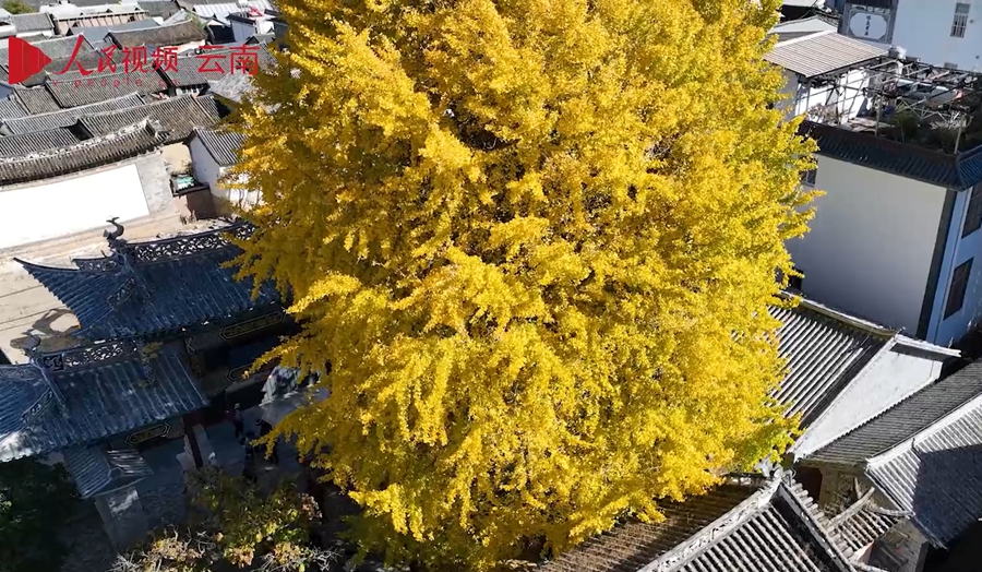 樹齢300年のイチョウが見頃迎える　雲南省洱源