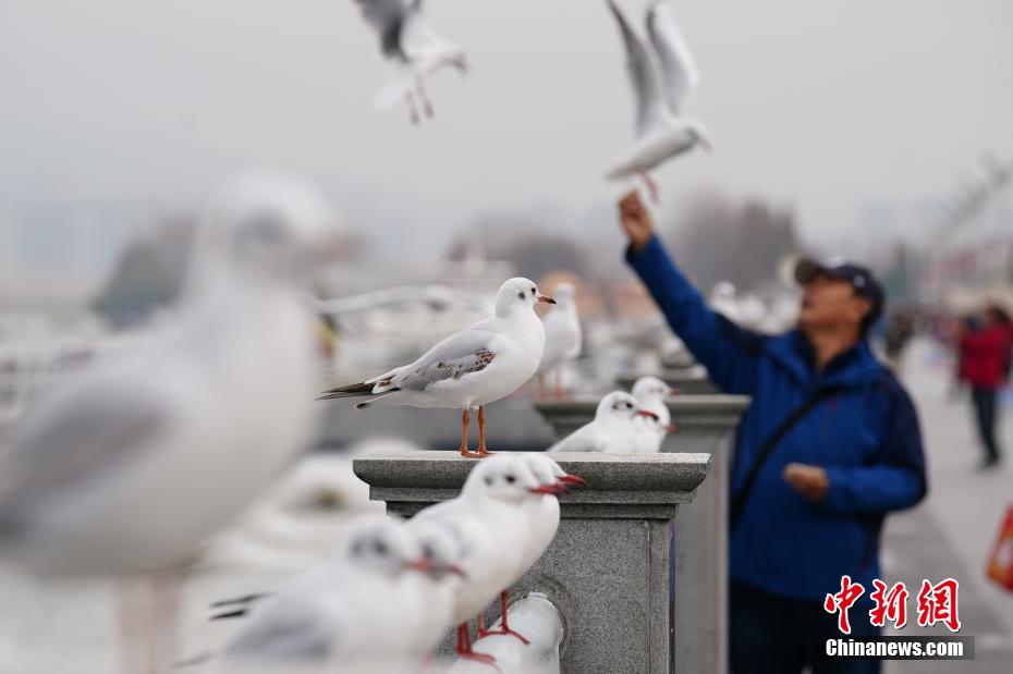 ユリカモメの群れが飛來し、賑わう昆明市の滇池　雲南省