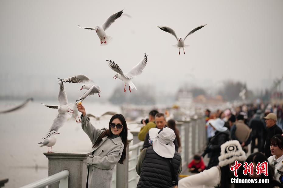 ユリカモメの群れが飛來(lái)し、賑わう昆明市の滇池　雲(yún)南省