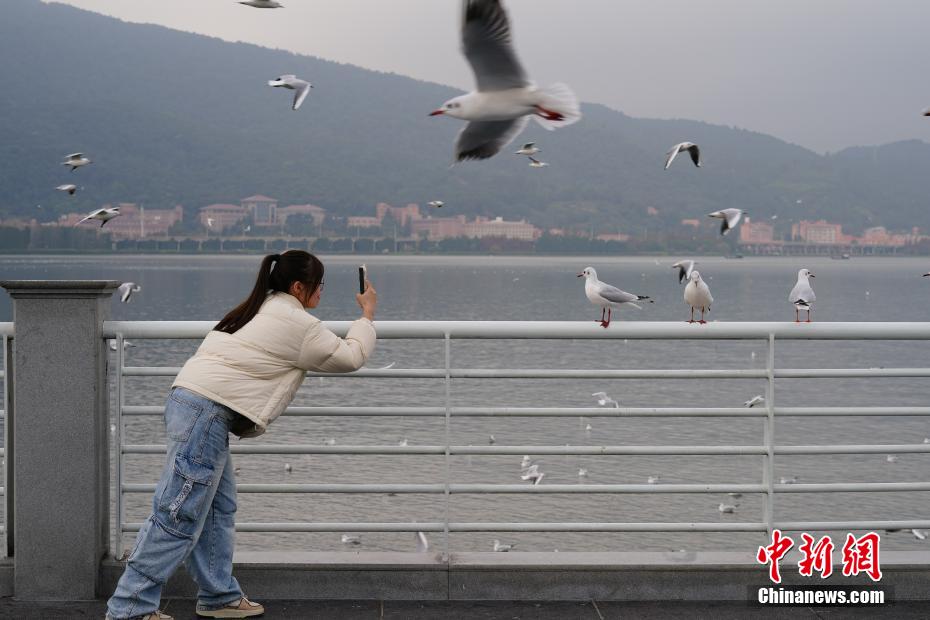 ユリカモメの群れが飛來し、賑わう昆明市の滇池　雲南省