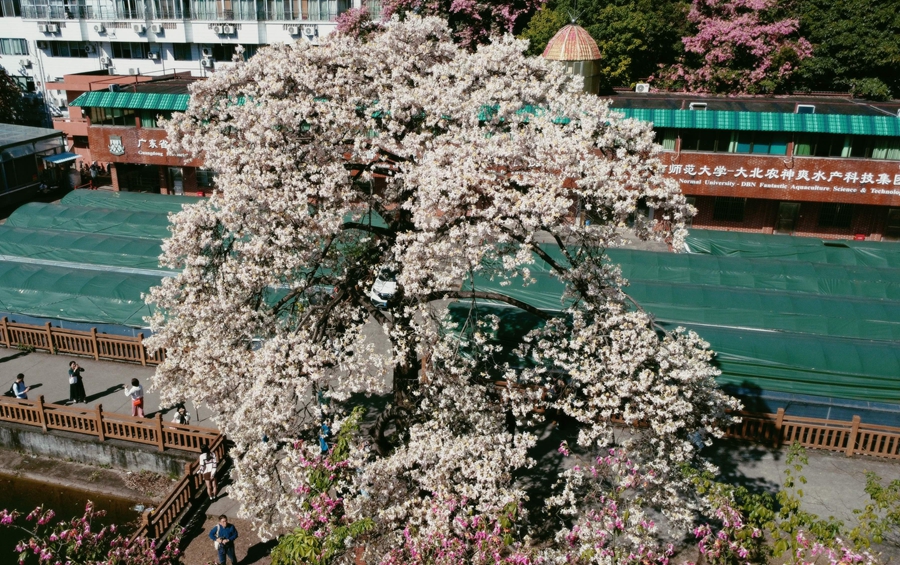 広東省広州市にある華南師範大學石牌キャンパスで、満開を迎えた白いトックリキワタ（11月26日撮影?何善福）。