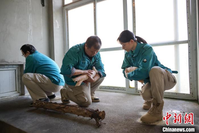 12月4日、日本から返還されたトキを北京動物園の飼育施設に移す飼育員(寫真提供?北京動物園)。