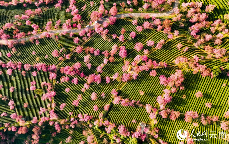 雲南省では早くも桜が満開になり春の息吹？