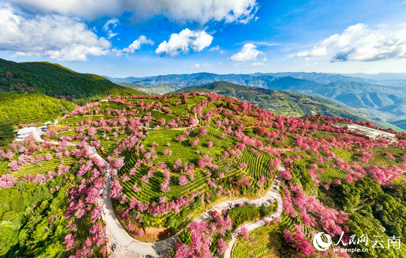 雲(yún)南省では早くも桜が満開になり春の息吹？