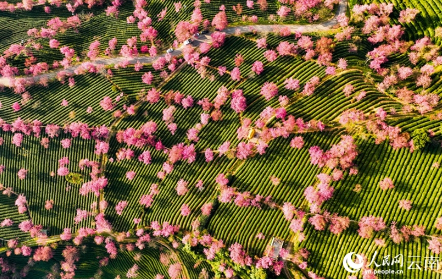 【音聲ニュース】雲南省では早くも桜が満開になり春の息吹を感じられる？