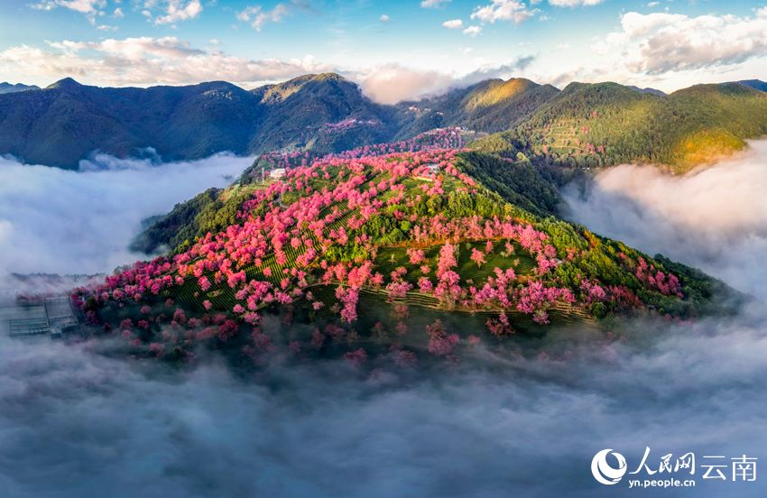 雲(yún)南省大理白族自治州南澗彝族自治県にある無量山で、霧に包まれた美しい桜花谷（撮影?楊継培）。