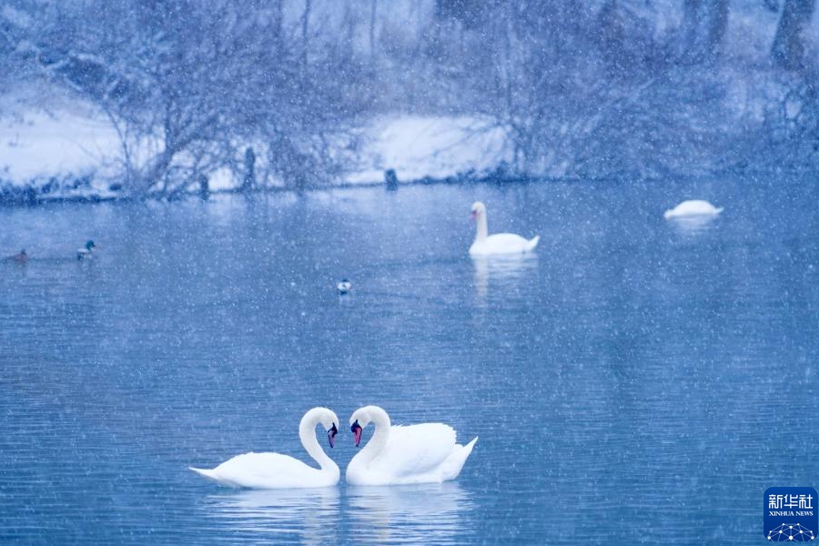 白鳥の群れが織りなす天鵝泉の冬景色　新疆伊寧