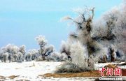 新疆?巴楚県　雪のポプラ林