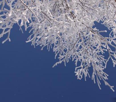 新疆?アルタイ　雪の後の樹氷の風景