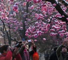 昆明「雨水」の節気に降雪　雪の中の桜