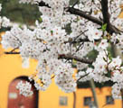 中國各地で桜が開花　花見を楽しむ市民