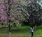 華南農業大學の満開の紫荊花