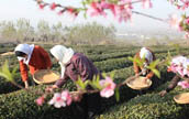 北方の「明前茶」