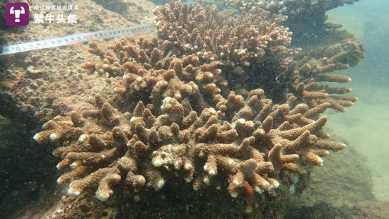 海底のサンゴ。