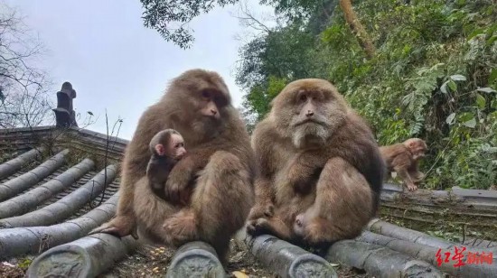 峨眉山のサル（畫像提供?峨眉山景勝地）。