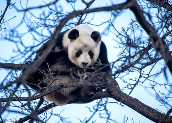 2021年8月7日、オーストラリアのアデレード動物園で木に登る「福妮」（寫真提供?アデレード動物園）。