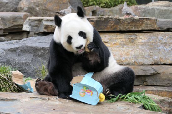 2023年の復活祭期間中、アデレード動物園でケーキを食べる「福妮」（寫真提供?アデレード動物園）。