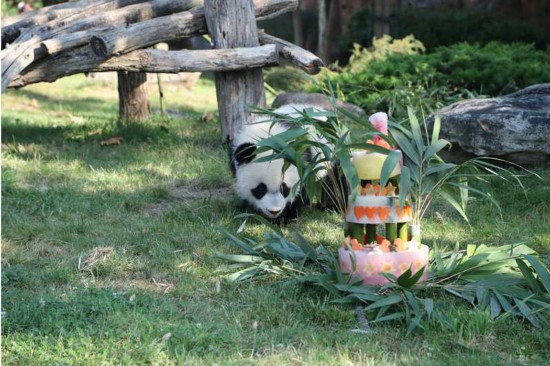 2018年8月4日に撮影された誕生日ケーキに興味津々な様子のフランスのボーヴァル動物園で暮らすパンダ「圓夢」（寫真提供?ボーヴァル動物園）。