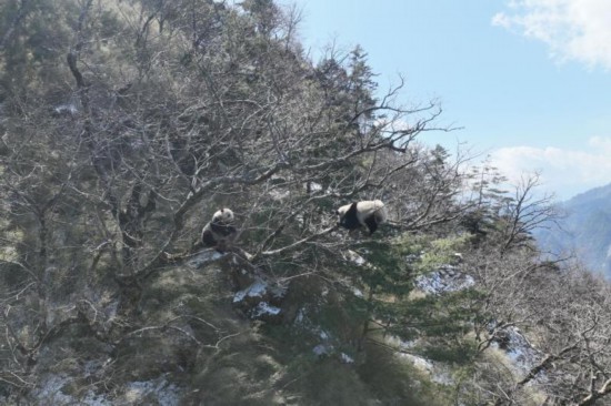 3月3日、パンダ國家公園の職員が発見した野生のパンダ2頭（ドローンで撮影、畫像はパンダ國家公園唐家河區域が提供）